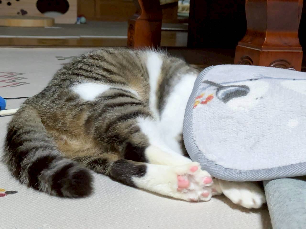 もなか——丸まって眠るもなか。ピンクの肉球がのぞいています