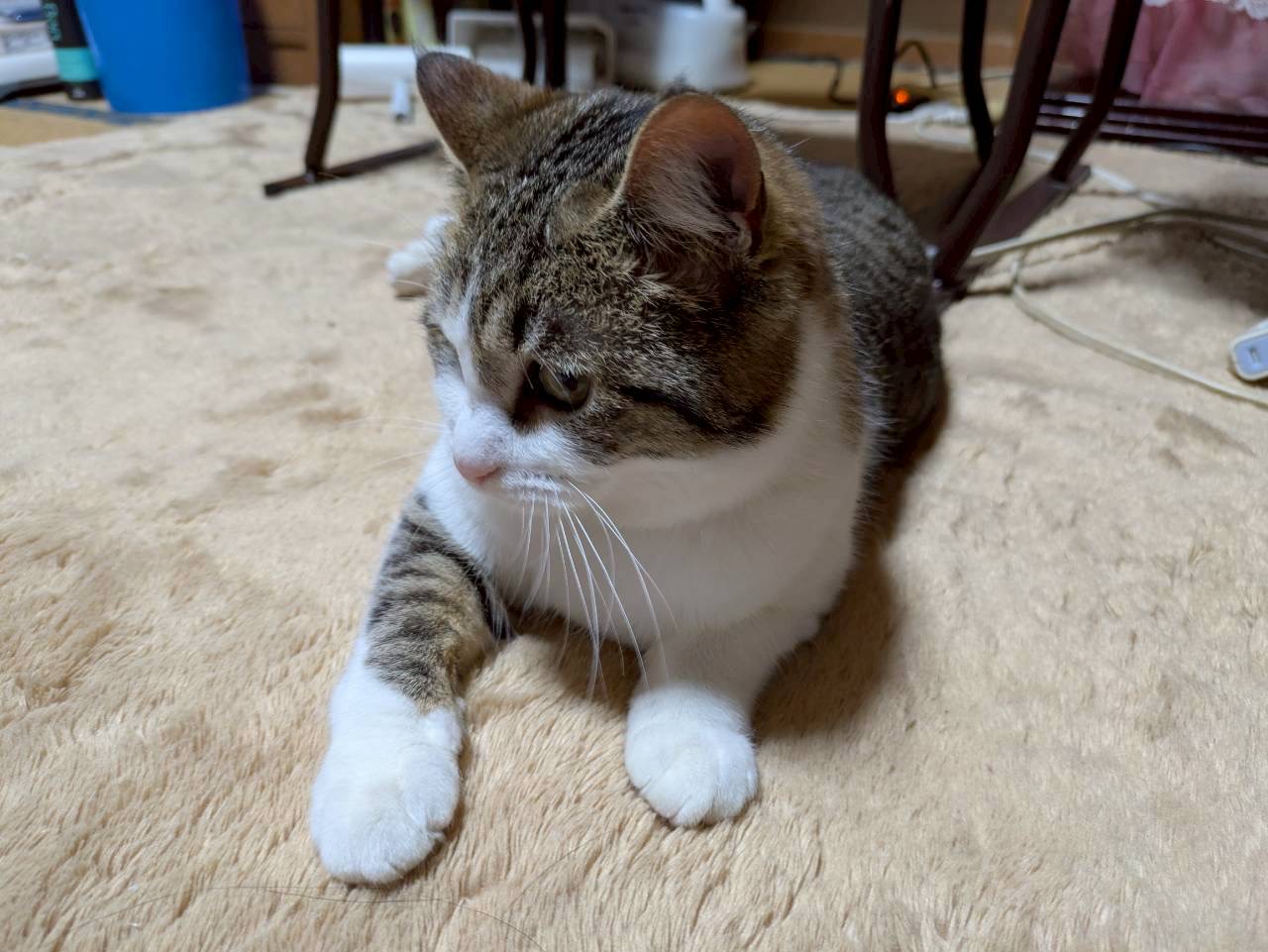 もなか——ベージュのラグの上でくつろぐもなか